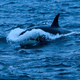 Orcas are ramming into boats along the Spanish and Portuguese coasts, and no one knows why.